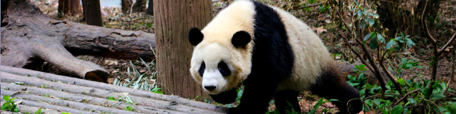 4 Days Wolong Panda Tour