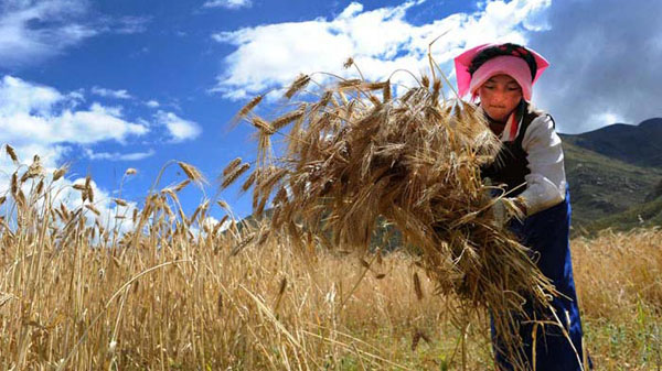 Tibetan Agriculture
